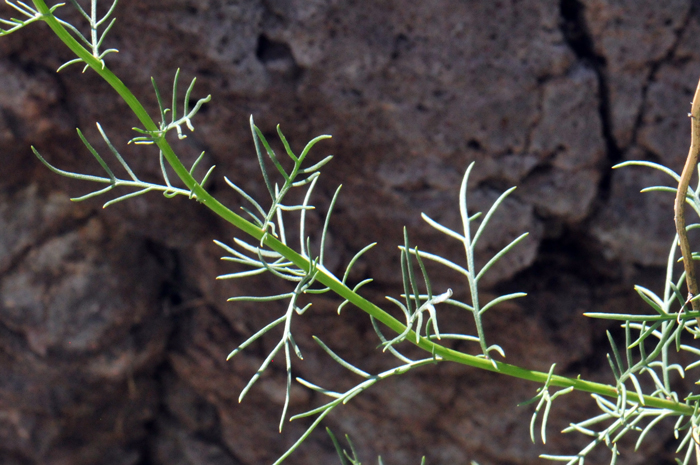 Threadleaf Ragwort has green, alternate pinnatifid leaves with thread-like revolute segments. The herbage is usually tomentose with white hairs but sometimes unevenly smooth or glabrescent. Senecio flaccidus var. flaccidus